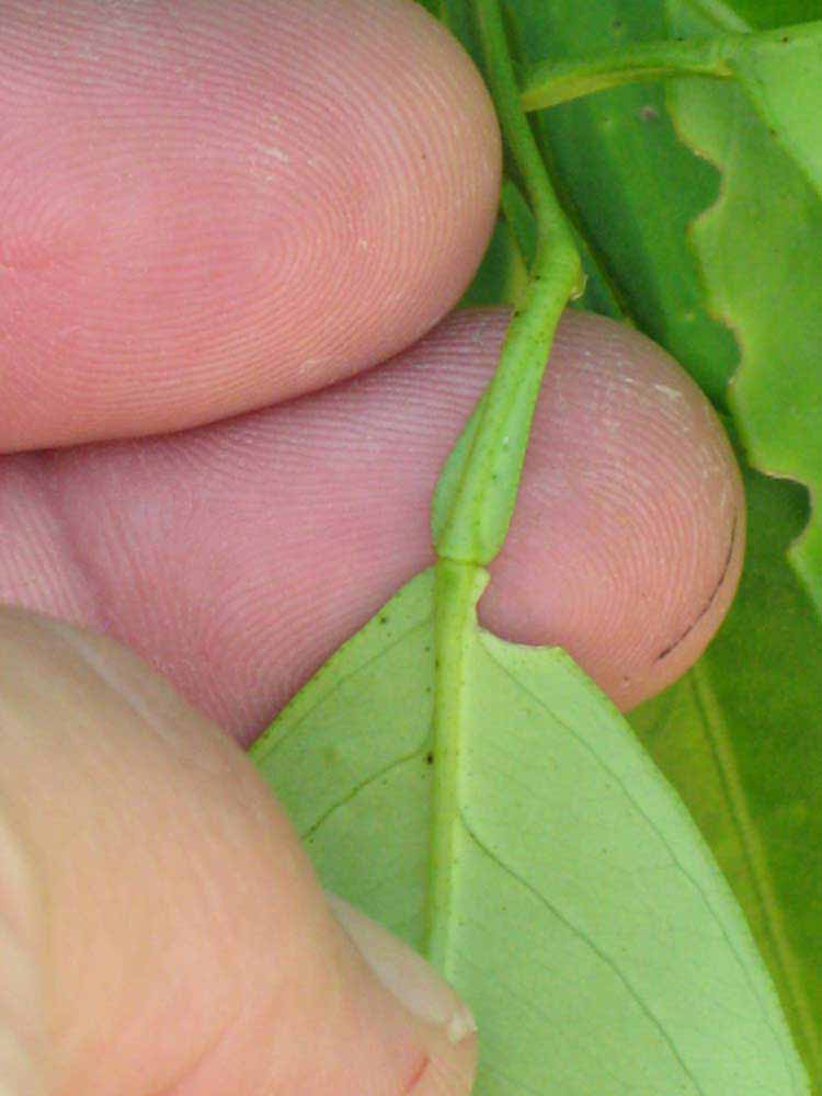              Petiole (Winter Haven, FL)       